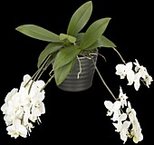 Phalaenopsis, white