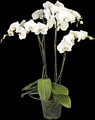 Phalaenopsis 'Theatro'