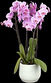 Phalaenopsis, pink