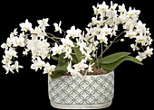 Phalaenopsis hummingbird, white