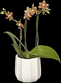 Phalaenopsis hummingbird, orange