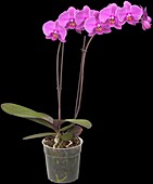 Phalaenopsis, pink