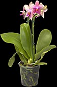 Phalaenopsis 'Liodoro'®