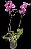 Phalaenopsis 'Potter'