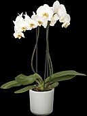 Phalaenopsis, white