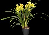 Cymbidium, yellow