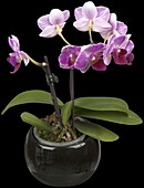 Phalaenopsis Mini