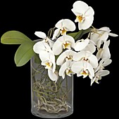 Phalaenopsis 'Root'