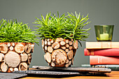 Flower pots with tree discs