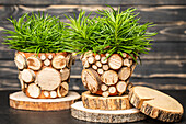 Flower pots with tree discs