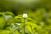 Rhodotypos scandens