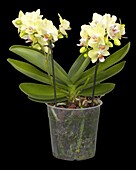 Phalaenopsis multiflora 'Boquetto Sensation'