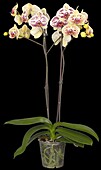 Phalaenopsis 'Mariola'