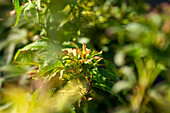 Acer palmatum 'Sharp´s Pygmy'