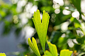 Ginkgo biloba 'Saratoga'