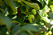 Malus x robusta 'Dolgo'