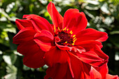 Dahlia, red