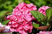 Hydrangea macrophylla, rosa