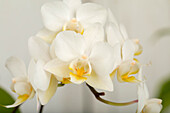 Phalaenopsis Mini, weiß