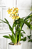 Oncidium 'Sweet Sugar'