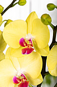 Phalaenopsis 'Miraflore'