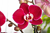 Phalaenopsis 'Debora'