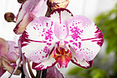 Phalaenopsis 'Magic Art'