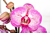 Phalaenopsis 'Melody'