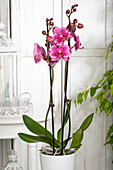 Phalaenopsis 'Potter'