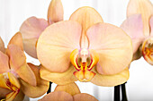 Phalaenopsis 'Karina'