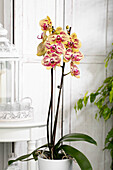 Phalaenopsis, gepunktet