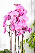 Phalaenopsis, pink