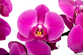 Phalaenopsis, pink