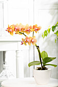 Phalaenopsis 'Little Lady'