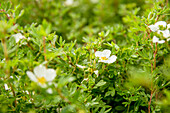 Potentilla fruticosa 'Abbotswood'