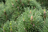 Pinus mugo 'Varella'