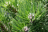 Pinus nigra 'Schwarzenberg'