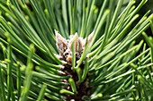 Pinus nigra 'Nana'