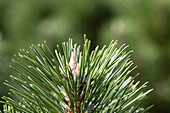 Pinus nigra 'Komet'