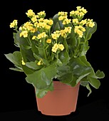 Kalanchoe blossfeldiana 'Calandiva'®, gelb