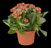 Kalanchoe blossfeldiana Calandiva®, red