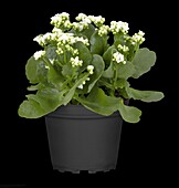 Kalanchoe blossfeldiana 'Calandiva'®, white