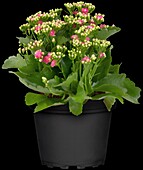 Kalanchoe blossfeldiana 'Calandiva'®, pink