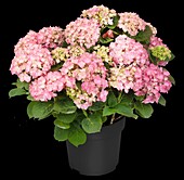 Hydrangea macrophylla, pink