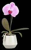 Phalaenopsis 'Singolo'®, pink