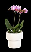 Phalaenopsis Midi, pink