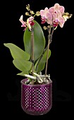 Phalaenopsis Midi, bicoloured