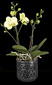 Phalaenopsis Midi, hellgelb