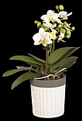 Phalaenopsis Midi, white