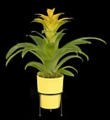 Guzmania, yellow